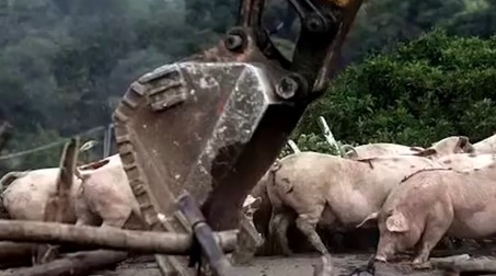 辟谣 | 网传“北海市银海区大江村救援现场，村民要求先救猪后救人”系谣言