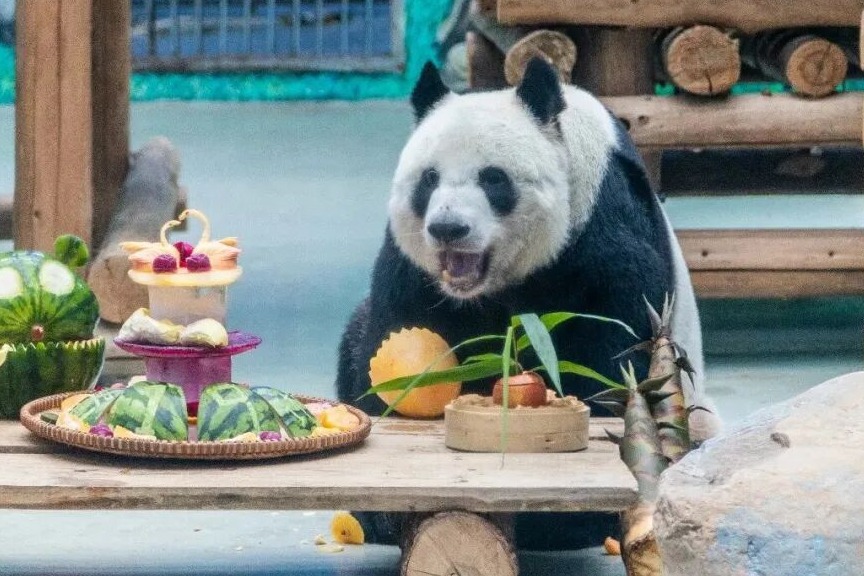 网传柳州动物园大熊猫受洪水影响？园方发布情况说明