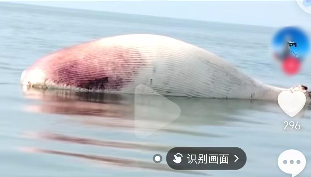 辟谣 | 网传“北海市铁山港区鲸鱼死亡”系谣言